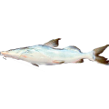 AYER  FISH